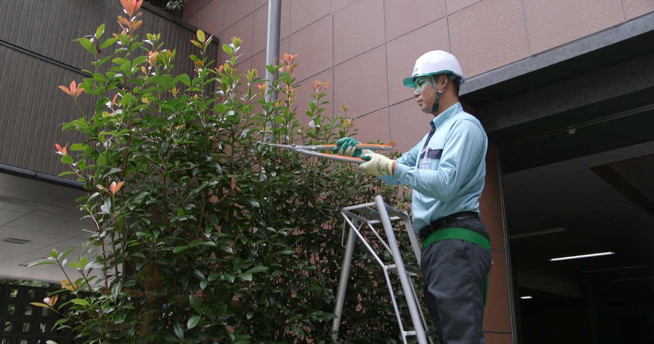 庭木の剪定